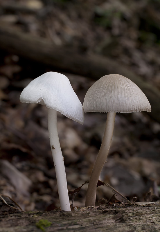 Mycena galericulata